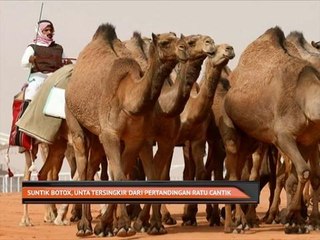 Suntik botox, unta tersingkir dari pertandingan ratu cantik haiwan