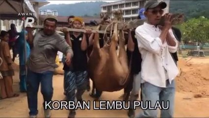 #AWANIJr: Korban lembu pulau