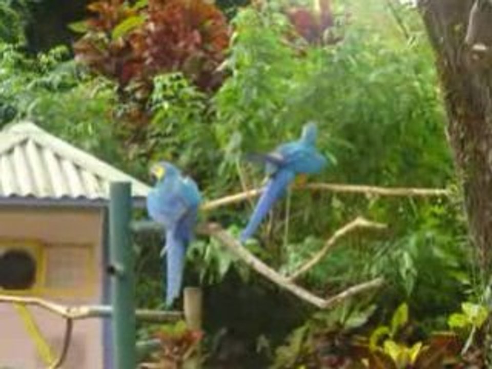 Perroquets de Guadeloupe