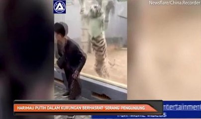 Harimau putih dalam kurungan berhasrat 'serang' pengunjung