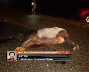 Kemalangan libatkan haiwan liar meningkat