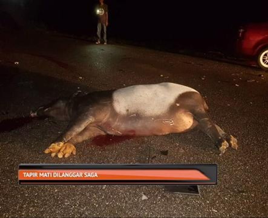 Tapir mati dilanggar Saga