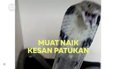 Kompak (Episod 190): Mati dipatuk 'rakan'