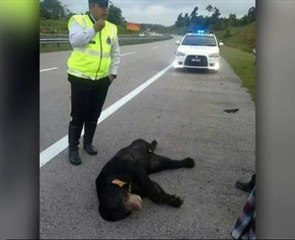 Beruang maut dilanggar motosikal
