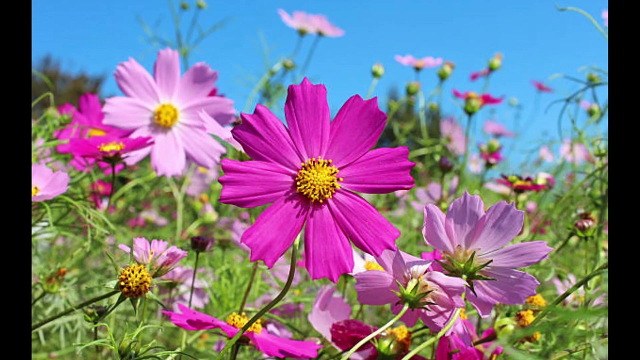 Got Faith Dr. Robert Ownby