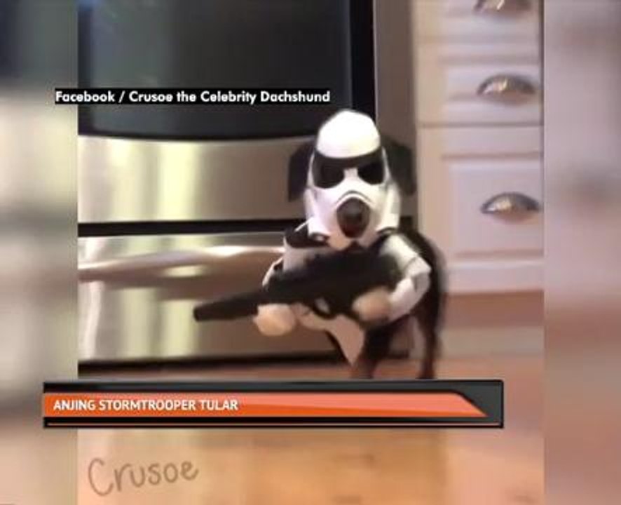 Anjing Stormtrooper tular