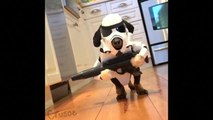 May the paws be with you: Dog dressed as Star Wars Stormtrooper goes viral