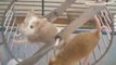 rodentia rongeurs souris rats lapins gerbille hamster furets