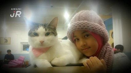 #AWANIJr: Kisah Cat Cafe di Myeongdong