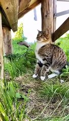 menangkap tikus dengan gaya