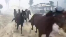 Kuda dilepaskan dari kandang untuk menyelamatkan diri daripada kebakaran hutan California