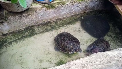 ASIK NYA KURA-KURA BRAZIL BERENANG | RBS FAMILY