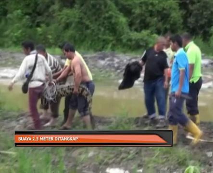 Buaya 2.5 meter ditangkap