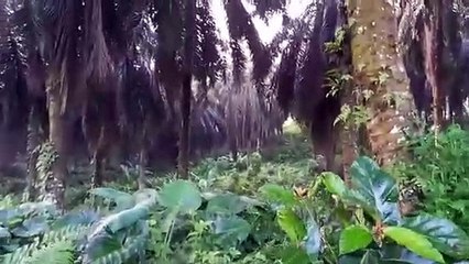 Perkebunan sawit dunia #1.  28 - 2 - 2022