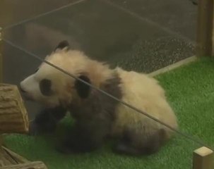 Anak panda 'naik angin' dengan isteri Presiden Perancis
