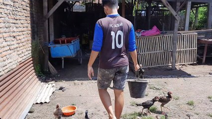 Kasih makan ayam aduan