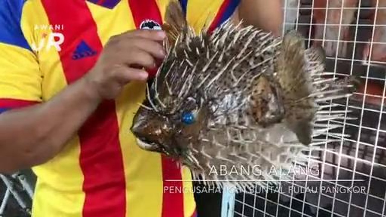 #AWANIJr: Menawar Racun Si Buntal