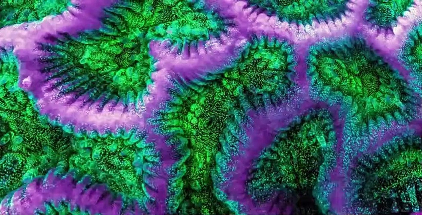 Absurd S01 E02 video Dailymotion