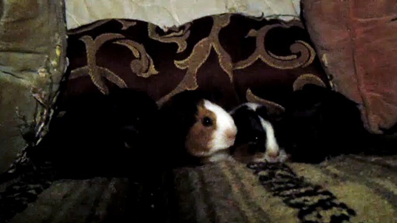BABY CAVIA PORCELLUS PIXIE CLOVER CLOVER PIXIE 102_8145