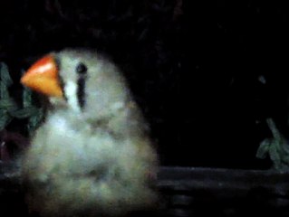 ZEBRA FINCH 102_8163