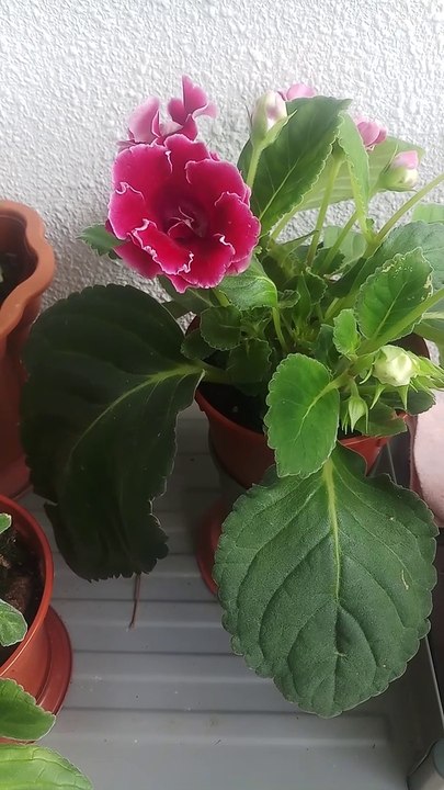 Gardening bunga flowers