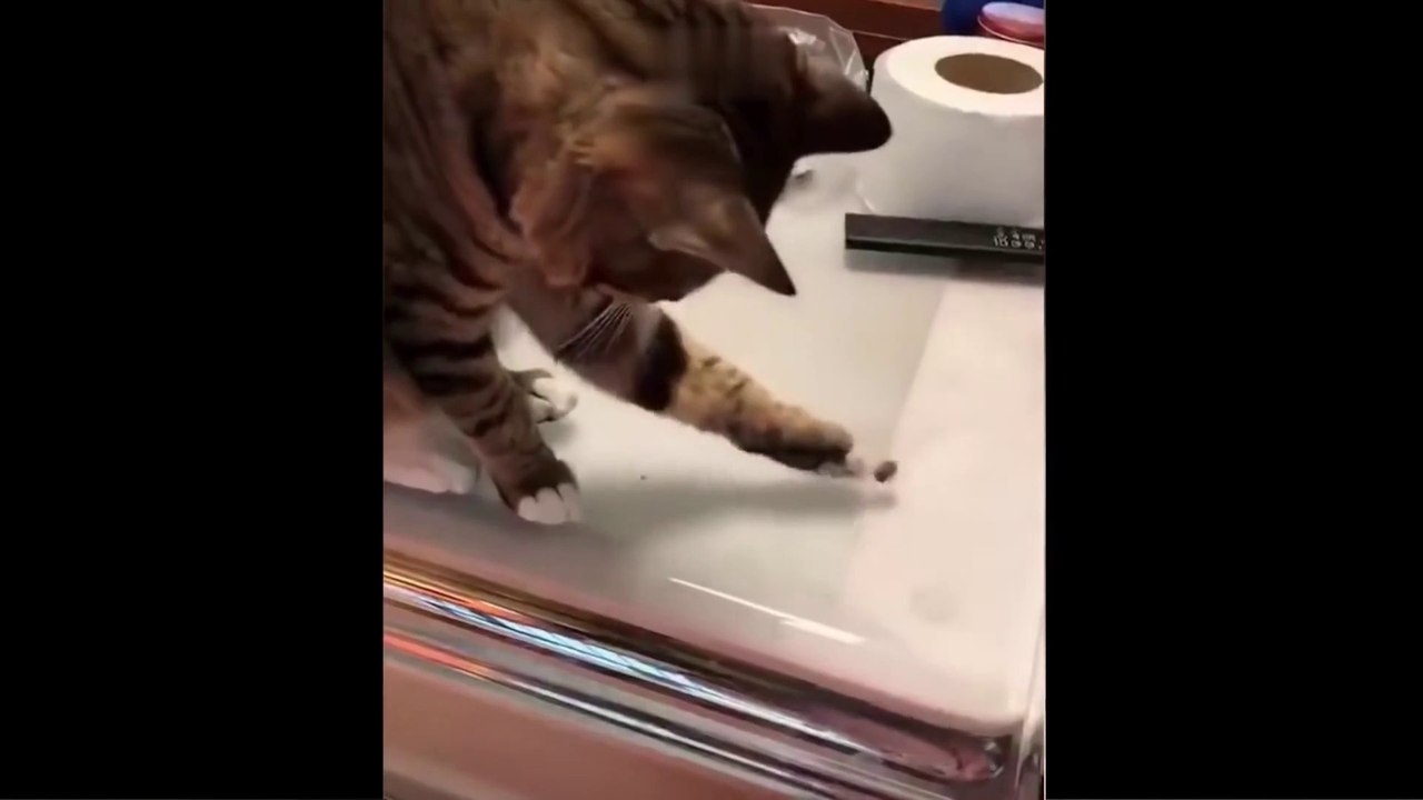 Funniest Animals - BEST 0F 2022 #001