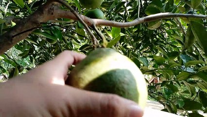 Memetik buah Jeruk di kebun samping rumah