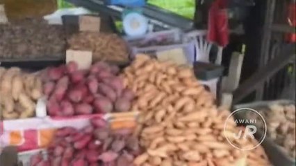 #AWANIJr: Kenduri ubi di musim hujan