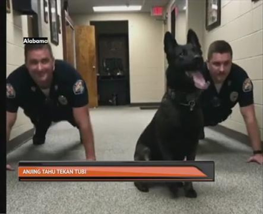 Anjing tahu tekan tubi