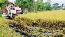 Harvesting rice by the machine -roro mendut