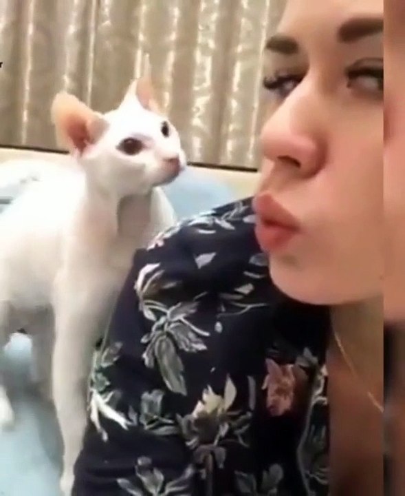 funny cat eps 5