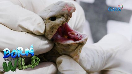 Born to be Wild: Can cobras live without their fangs?