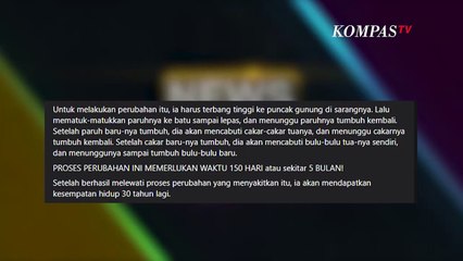 Hoaks Burung Elang Mampu Hidup 70 Tahun - NEWS OR HOAX