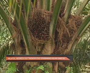 Malaysia, Indonesia kaji tindakan atasi diskriminasi kelapa sawit EU