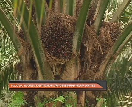 Malaysia, Indonesia kaji tindakan atasi diskriminasi kelapa sawit EU