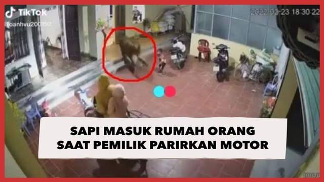 Viral Sapi Nyelonong Masuk Rumah Orang Saat Pemilik Parkirkan Motor, Warganet: Berkah Bulan Ramadhan
