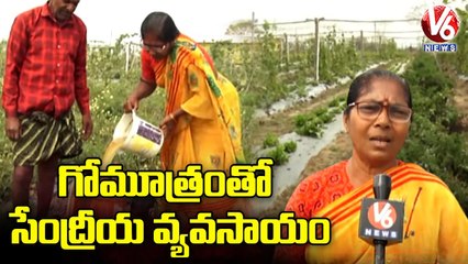 Download Video: Retired Ananthalakshmi Grows Vegetables In Organic Method _ Kamareddy _ V6 News