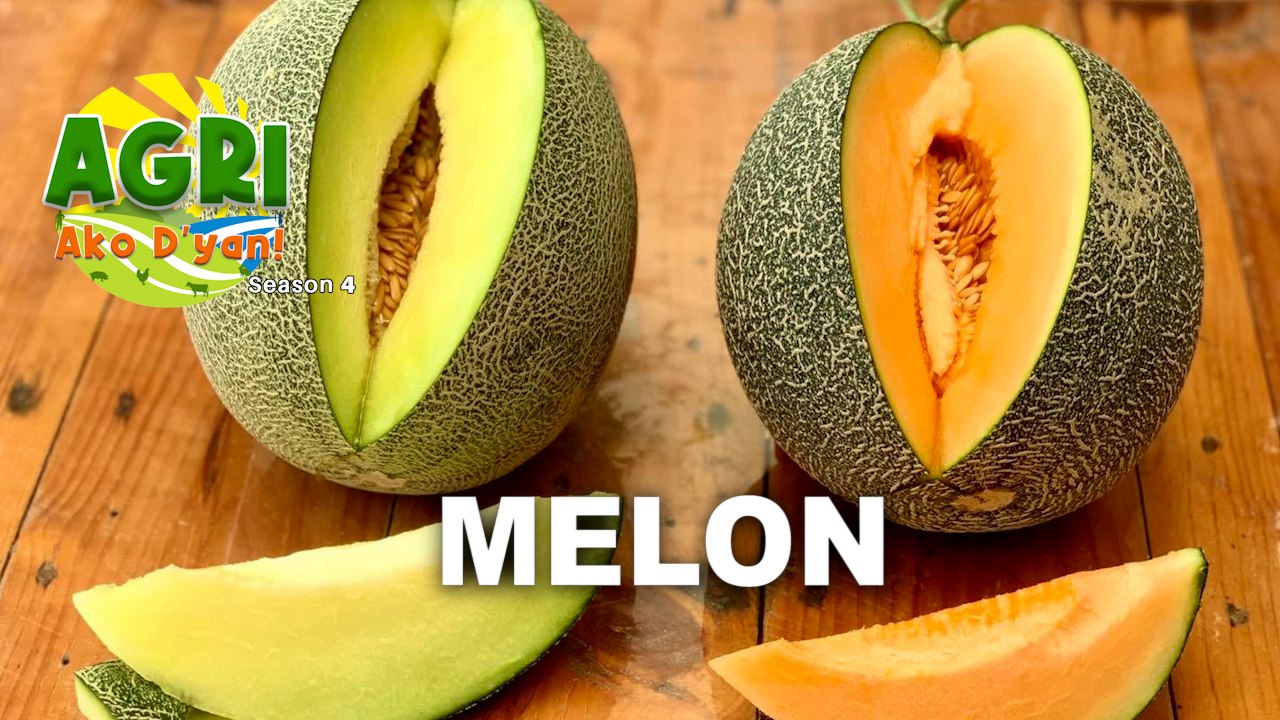 Melon