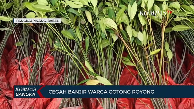 Cegah Banjir, Warga di Pangkalpinang Gotong Royong Tanam Mangrove
