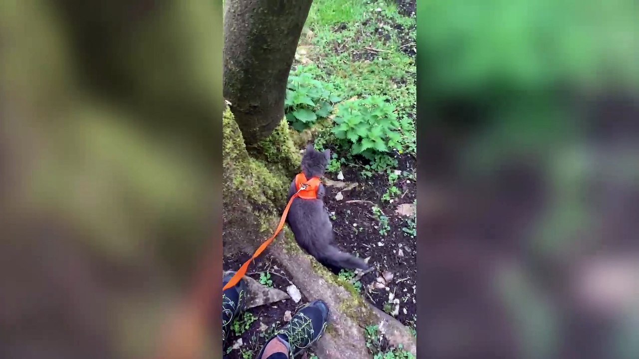 Meet Pōhaku - a very adventurous cat