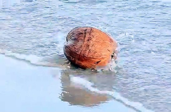Big brown pumpkin on sea beach moving with waves