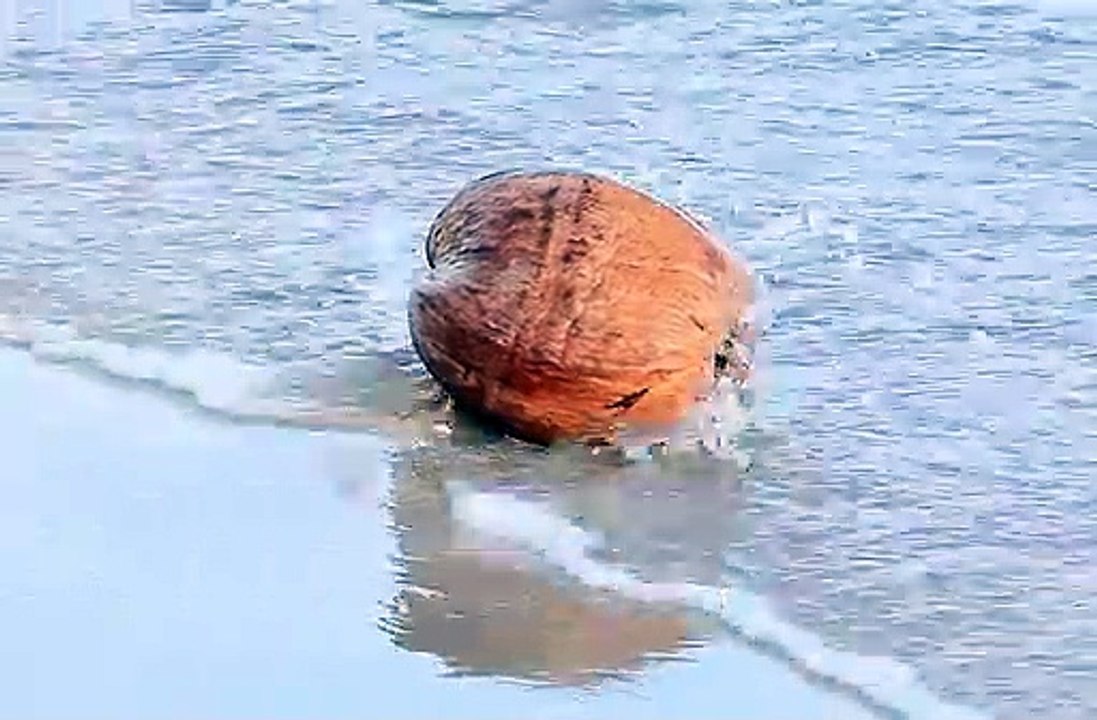 Big brown pumpkin on sea beach moving with waves