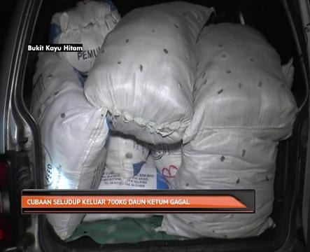 Cubaan seludup keluar 700kg daun ketum gagal
