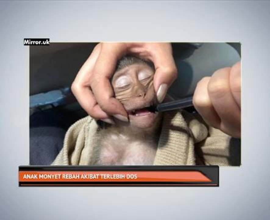 Anak monyet rebah akibat terlebih dos