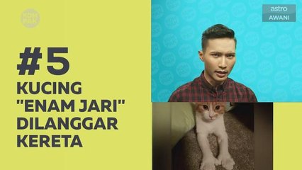 Kompak (Episod 106): Kucing 'enam jari' dilanggar kereta