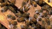 Kolombiya'da tarımsal üretimde önemli role sahip arıları korumak için 