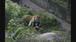 Siberian tiger attacks zoo keeper in Russia's Kaliningrad