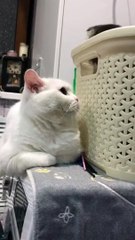 Adorable Cat Hits the Other Cat's Head - Funny Cat Videos