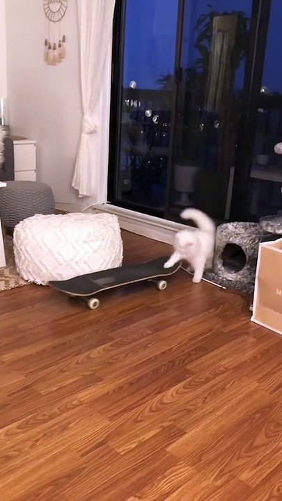 Adorable Cat Learns to Skateboard - Funny Cat Videos