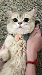 Adorable Cats - Funny Cat Videos